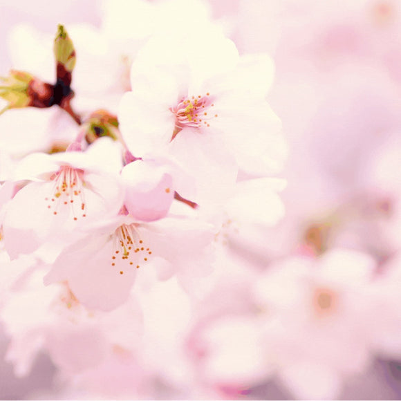 Spring Exclusive: Sakura Collectioin
