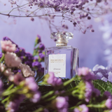 Wisteria Perfume