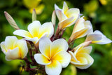 Frangipani Perfume