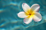 Frangipani Perfume